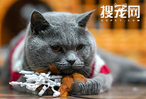 搜宠网